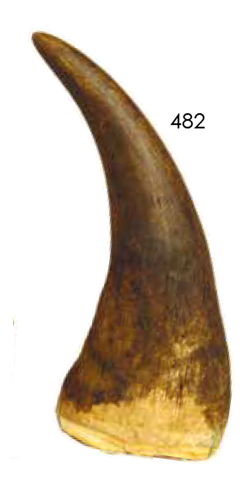 The 2.54kg curved rhino horn which has been removed from sale. Photo / Cordy's